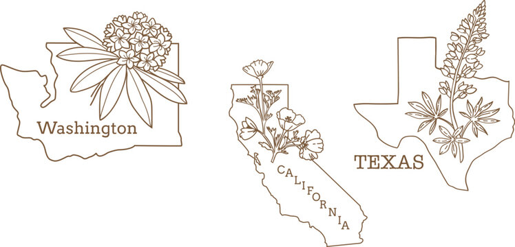 Maps of Washington state, California state, Texas state with flower symbol. Vector linear illustration.