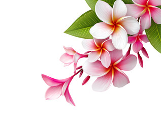 pink and white frangipani flowers along the right side, flowers fame background isolated on a transparent background