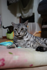 床でくつろぐシルバータビーの猫