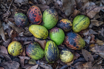 Mangoes fallen in the forest，Mangifera indica, mango, is an evergreen species of flowering plant in the family Anacardiaceae. It is a large fruit tree, Makiki Valley Trail, Honolulu, Oahu, Hawaii