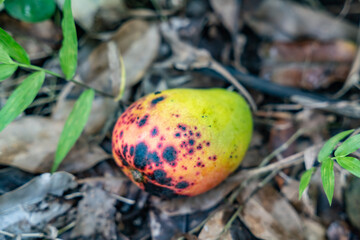 Mangoes fallen in the forest，Mangifera indica, mango, is an evergreen species of flowering plant in the family Anacardiaceae. It is a large fruit tree, Makiki Valley Trail, Honolulu, Oahu, Hawaii
