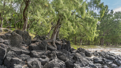 Trees Casuarina cunninghamiana grow on the coast of a tropical island. Exposed roots on black volcanic boulders. Sprawling green branches against the sky. Mauritius.
