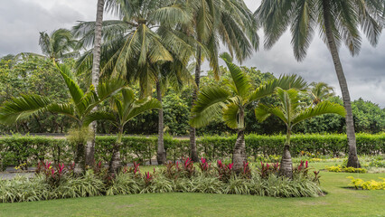Landscape design of a tropical park. Tall coconut palms and Hyophorbe lagenicaulis, bottle palm grow on a green lawn. Ornamental plants with burgundy leaves in a flower bed. A hedge of bushes. 