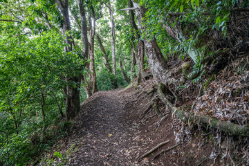 Mangifera indica, mango, is an evergreen species of flowering plant in the family Anacardiaceae. It is a large fruit tree, Makiki Valley Trail, Honolulu, Oahu, Hawaii
