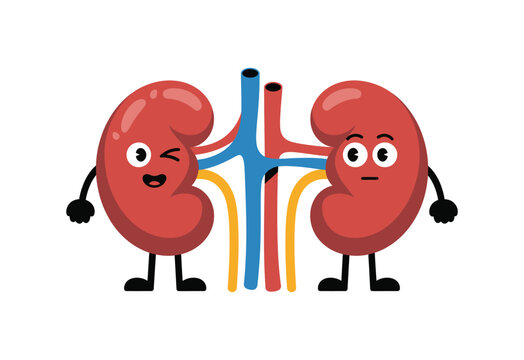 Cute cartoon kidneys with happy and surprised expressions next to blood vessels