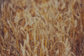 Fototapeta premium Golden wheat field (1)