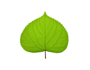 Fototapeta premium Vibrant Green Leaf with Intricate Veining and Scalloped Edge.