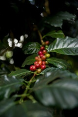 Farmer concept harvest fruit ripe coffee seed robusta arabica berry close up fresh green leaf bean...