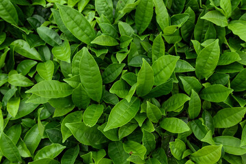 Spring's Xinyang Maojian Tea Garden