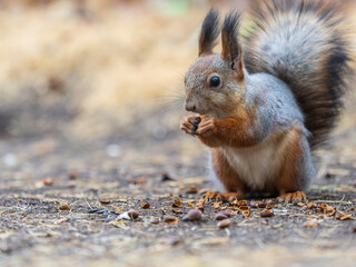 Squirrel in autumn hides nuts on the green grass with fallen yellow leaves
