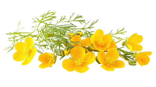 Yellow buttercup Transparent background, PNG