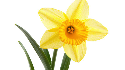 Yellow daffodil close-up Transparent background, PNG