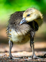 Dieses kleine Küken erkundet neugierig die Welt – noch ein bisschen wuschelig, aber schon mit einer ordentlichen Portion Charme unterwegs.