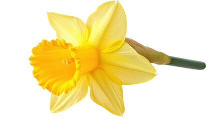 Yellow daffodil flower Transparent background, PNG