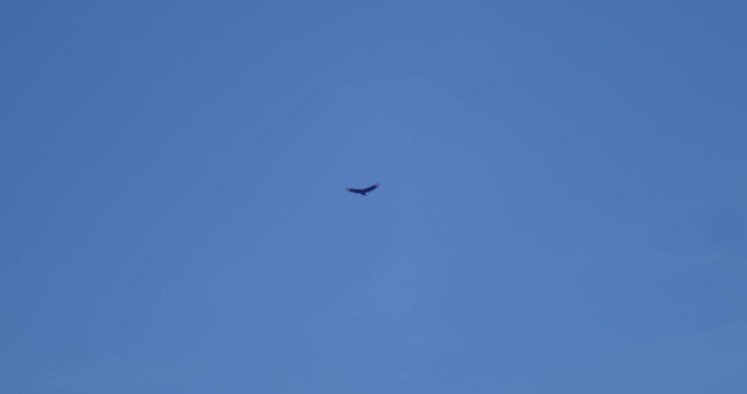 Documentary-style tracking shot of a black vulture flying with flock in clear blue sky - wildlife behavior footage