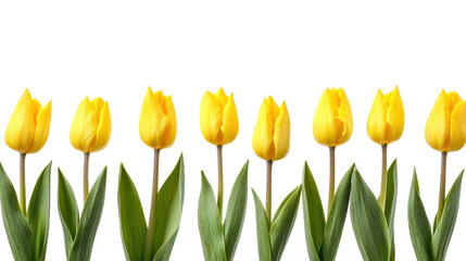 Yellow tulip flower Transparent background, PNG