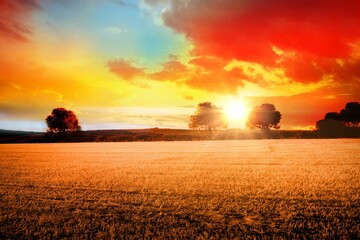 Flat design with stubble field stretching, deciduous trees filtering sun rays under sunset sky