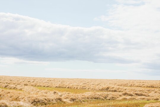 Fototapeta Flat design windrows of cut straw are stretching across rural farmland under bright cloudy sky