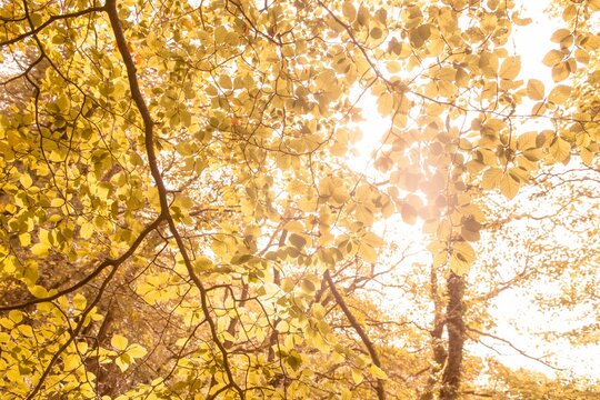 Fototapeta Tranquil autumn scene in forest