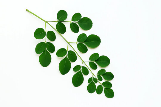 moringa leaves on white background, moringa leaf twigs on white background