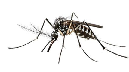 Aedes aegypti shown landing with legs extended Transparent background, PNG