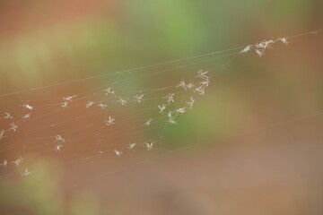 Mosquitoes on a spiderweb nature background