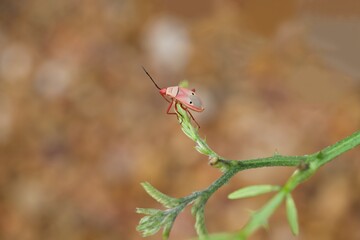 A cotton stainer bug infestation has been discovered on a green leaf.