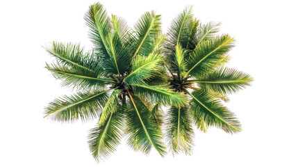 coconut tree crown Transparent background, PNG