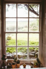 Defocused image of potted plants by window