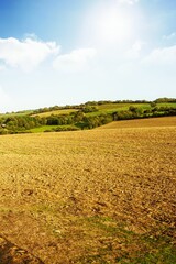 Plowed field furrows are stretching across flat design rural scene, with hedgerows and wooded hills