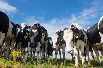 Low angle view of cows standing on grassy field against sky