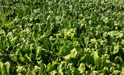 Leafy green crops are creating continuous foliage in flat design, showing fresh leaves and soil