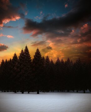 Fototapeta Fir tree forest in snowy landscape