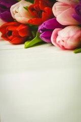 Cluster of multicolored tulip flowers is being shown in flat vector style on light wooden tabletop