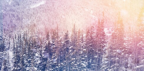 Snow covered pine trees in forest © vectorfusionart