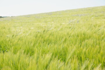 Green wheat stalks are swaying in flat design rural farmland, under clear sunny sky