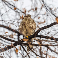 A Eurasian sparrowhawk perched on a branch of a tree outdoors.