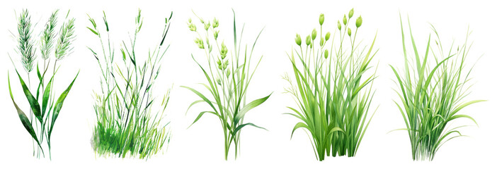 Naklejka premium PNG Lush green grass plants variety, element set on transparent background