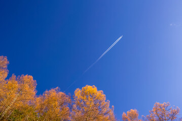 紅葉と飛行機雲