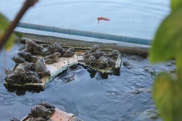 frog in the water