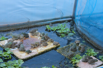frog in the water