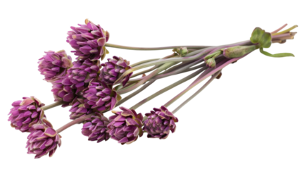 Stalk of purple flowers with intricate petals isolated on a white background