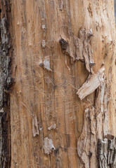 the structure of the damaged bark of a tree, stem pests in nature, close-up