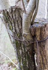 the structure of the damaged bark of a tree, stem pests in nature, close-up