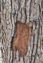 the structure of the damaged bark of a tree, stem pests in nature, close-up