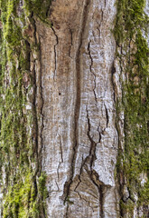 the structure of the damaged bark of a tree, stem pests in nature, close-up