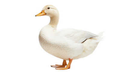 Obraz premium Beautiful Pekin duck standing proudly, full-body view Transparent background, PNG