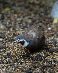 Close-up of a smirking quail