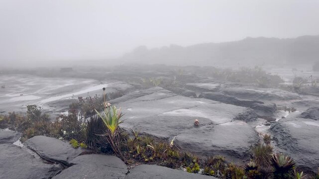Flat stone surface with sparse endemic vegetation and dense fog on the summit of Mount Roraima.