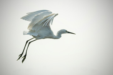 portrait of great white egret 